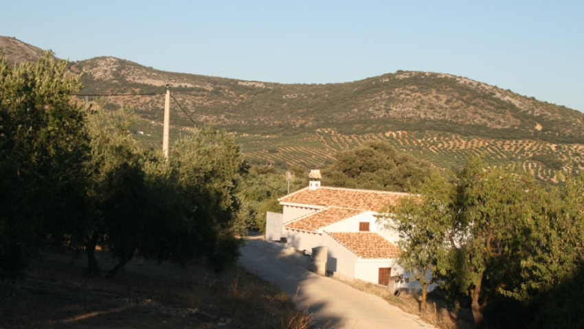 Ruta del olivar y el aceite